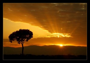 Sunrise_Tree-600x421
